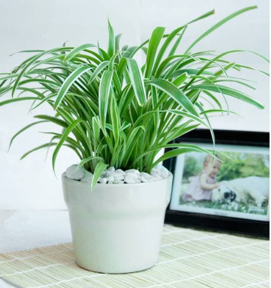 HỘI TRỒNG CÂY NHA ĐAM ĐINH LĂNG VÀ SỬ DỤNG NHA ĐAM ĐINH LĂNG